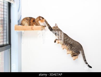 Due gatti che giocano su un ripiano per gatti montato a parete e sulle scale. Gattino Tabby che pesa o colpisce un gatto adulto sulla testa con le orecchie sulla schiena e un'espressione infastidita. Multiplo Foto Stock