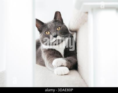Gatto disteso su scale che guardano attraverso la ringhiera. Simpatico gattino con zampe allungate. Espressione sicura. Maschio gatto grigio smoking con divertente musta bianca Foto Stock