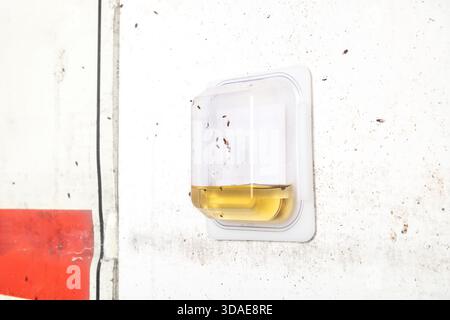 Trappola per la frutta con mosche per la frutta adulte. Gestione del controllo dei parassiti per infestazione della mosca della frutta nella spazzatura. Liquido in contenitore per luring, trapping e dro Foto Stock