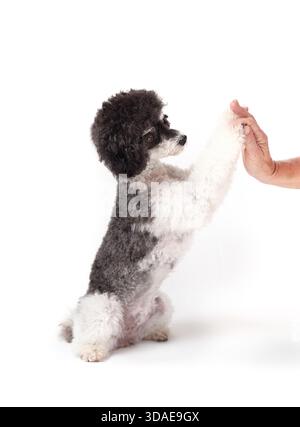 Un cane carino, alto padrone di casa. Amore per il cane e rapporto di anzianità. Peluche cane da cucciolo seduto sulla gamba posteriore, raggiungendo di dare zampa alla mano di donna anziana. F Foto Stock