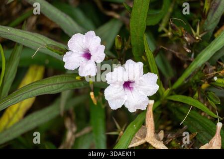 Primo piano di due splendidi e vibranti fiori Wild Petunia (Ruellia simplex), con delicati petali viola che fioriscono in un lussureggiante e soleggiato giardino estivo Foto Stock