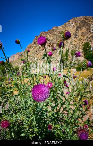 I fiori di Cardo sbocciano contro le Montagne Rocciose e la natura Blue Sky Estate Foto Stock