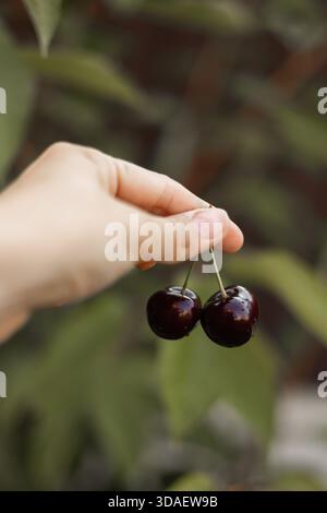 Primo piano di due succose ciliegie rosse appena raccolte, tenute delicatamente in mano su uno sfondo naturale sfocato. Perfetta rappresentazione di prodotti freschi e biologici Foto Stock