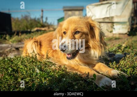 Un cane dorato dall'espressione gioiosa si stende sull'erba soleggiata di un cortile rurale, crogiolandosi alla luce del sole estivo. Perfetto per gli amanti degli animali domestici e Foto Stock