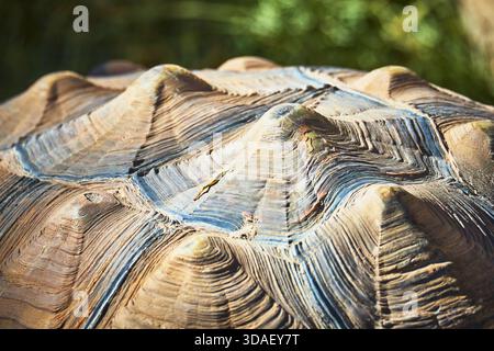 Dettagli della fauna selvatica nel Natural Light Animal Sanctuary Foto Stock