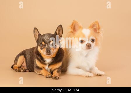 Due cani Chihuahua sono sdraiati su uno sfondo beige Foto Stock
