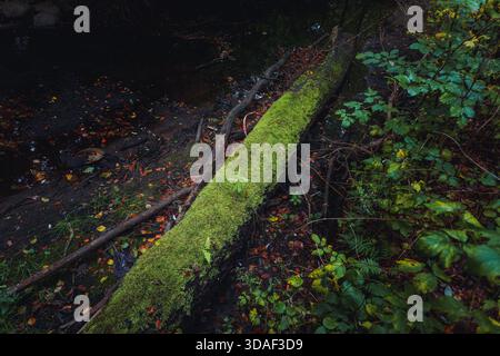 Una vista ravvicinata e ad angolo alto di uno spesso tronco caduto completamente ricoperto di muschio verde vibrante e lussureggiante, adagiato sul pavimento scuro e umido della foresta. I surroundi Foto Stock