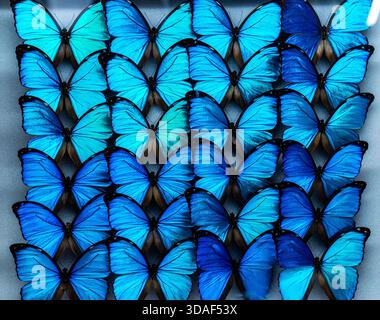 Le farfalle di Menelaus morpho blu (Morpho menelaus) sono montate in una griglia per essere esposte in una vetrina del museo di storia naturale Foto Stock