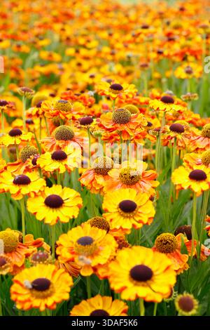 Helenium 'Sahin's Early Flowerer' starnutisce. Margherite di colore arancione brillante come le teste di fiori al confine del giardino di luglio. REGNO UNITO Foto Stock