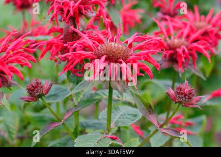 Monarda Gardenview Scarlet, chiamato anche Bambo, bergamotto e Monarda Gardenview Red. Bordo giardino estivo di luglio. REGNO UNITO Foto Stock