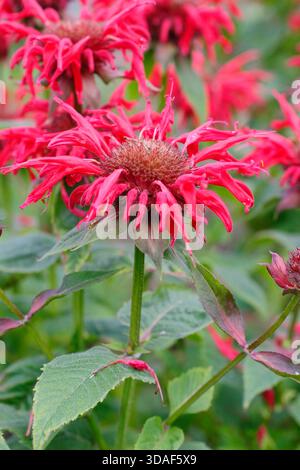 Monarda Gardenview Scarlet, chiamato anche Bambo, bergamotto e Monarda Gardenview Red. Bordo giardino estivo di luglio. REGNO UNITO Foto Stock