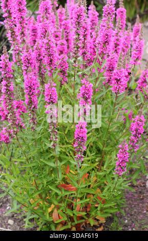 Lythrum virgatum 'The Rocket', chiamato anche wand loosestrife 'The Rocket', che porta alte punte di fiori rosa in estate. Foto Stock