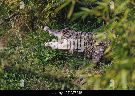 Ritratto di Caiman spectacled - Caiman coccodrilus Foto Stock
