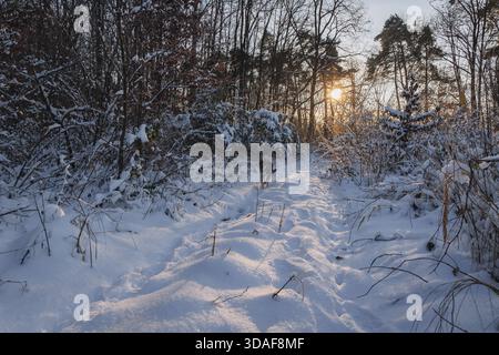 Cane Tamaskan durante la passeggiata invernale in una foresta Foto Stock