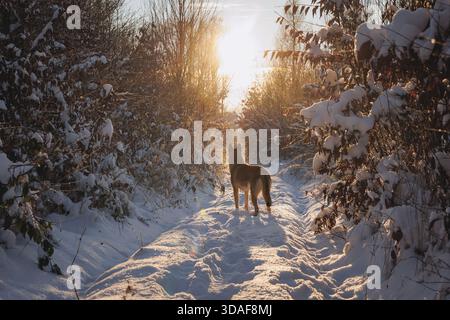 Cane Tamaskan durante la passeggiata invernale in una foresta Foto Stock