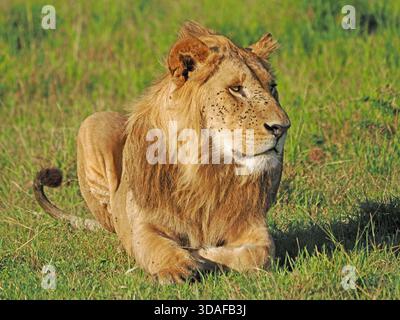 Giovane leone maschile reclinabile e vigile (Panthera leo) con mosche che ricoprono il viso nell'erba verde del fertile Masai Mara, Kenya, Africa Foto Stock