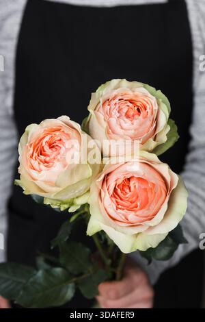 Una persona in un grembiule scuro che regge un bouquet di tre delicate rose da giardino ibride Rosa in morbide tonalità pastello. I delicati centri di pesca e i petali cremosi Foto Stock