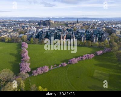 Veduta aerea degli alberi di ciliegio rosa che fioriscono i lussureggianti campi verdi che conducono verso lo skyline della città con il Castello di Edimburgo arroccato in cima a Lauriston, S. Foto Stock