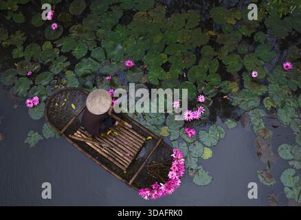Vista aerea di una barca che si sposta dolcemente attraverso un mare di vibranti gigli verdi, punteggiati dai vivaci rosa dei fiori di loto sparpagliati, Hanoi, Hano Foto Stock