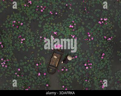 Vista aerea di una barca solitaria che attraversa un mare di fioriture di loto rosa su uno stagno scuro, una scena di bellezza serena, Hanoi, Hanoi, Vietnam. Foto Stock