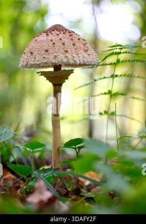 Corpo fruttato giovane di funghi parasole su sfondo sfocato. Foto Stock