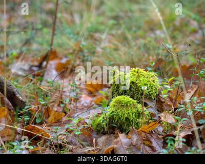 Moss Mounds on Forest Floor - primo piano dei Bright Green Moss Mounds e dei germogli sul Forest Floor ricoperti di foglie autunnali bagnate Foto Stock