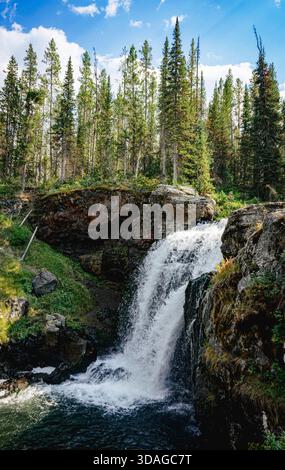 Una piccola cascata cade tra pareti di roccia ricoperte di muschio a Yellowstone, circondata da una foresta di pini ombreggiata e da un aspro terreno di creek. Foto Stock