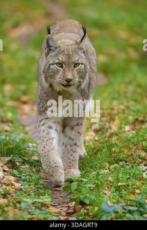 Una lince allerta cammina lungo un sentiero forestale, Lynx (Lynx Lynx), Germania Foto Stock