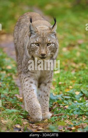 Una lince cammina lungo un sentiero forestale coperto di foglie autunnali, Lynx (Lynx Lynx), Germania Foto Stock