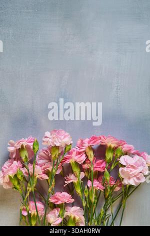 Foto di garofani in primo piano su sfondo azzurro con spazio di copia per il testo Foto Stock