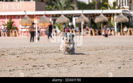 Il cane Shih Tzu corre giocosamente sulla spiaggia soleggiata di El Arenal a Javea, Alicante, Spagna, godendosi un momento energetico sulla costa. Foto Stock