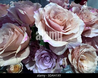 Foto a fuoco di un gruppo di rose vintage, con un rosa polveroso, beige e un tocco di lavanda, per creare un'atmosfera romantica e sognante Foto Stock
