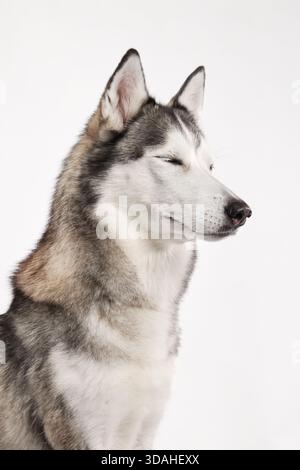 Vista laterale di un Husky siberiano seduto a occhi chiusi in uno studio minimalista. La posa tranquilla e la tavolozza monocromatica trasmettono un senso di calma interiore Foto Stock