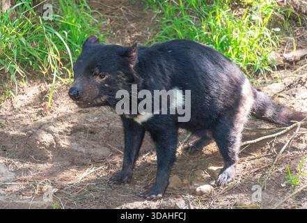 Tasmanian Devil (Sarcophilus harrisii), Tasmanian Devil Unzoo, Arthur Highway, Taranna, regione LGA sud-orientale, Tasmania, Australia Foto Stock
