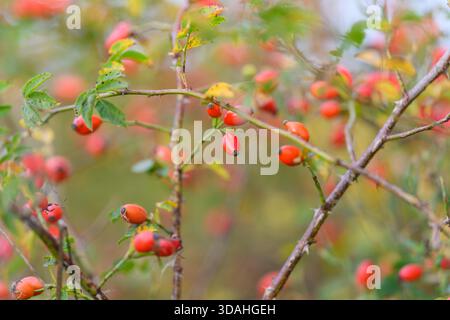 Un'immagine ravvicinata mostra le vivaci bacche rosse che crescono abbondantemente sui rami, circondate da una vegetazione lussureggiante Foto Stock