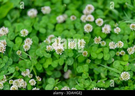 Un campo verde lussureggiante con trifoglio vibrante e delicati fiori bianchi, perfetto per progetti a tema naturale Foto Stock