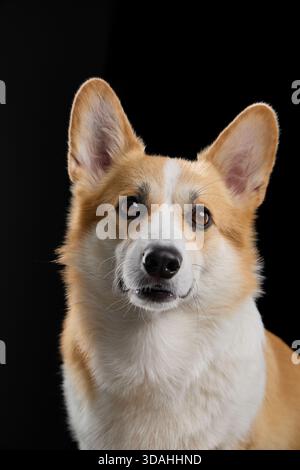 Gallese Corgi fotocamera rivolta con espressione composta. Riprese in studio con sfondo scuro e illuminazione soffusa. Foto Stock