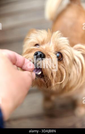 Piccolo e soffice cane prende con impazienza il piacere di persone in un ambiente esterno dai toni caldi. Focalizzarsi sul viso dei cani e gli occhi espressivi catturano il momento della conna Foto Stock
