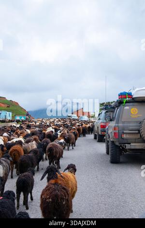 Regione di Naryn, Kirghizistan - 13 maggio 2024: Una grande mandria di pecore occupa la strada, mentre i veicoli della spedizione stanno sul fianco aspettando che passino Foto Stock