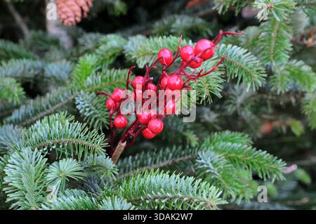 Primo piano di un ramo decorativo con frutti di bosco rossi accesi accoccolati tra aghi verdi sempre freschi. I colori vivaci e la trama dettagliata creano una fe Foto Stock
