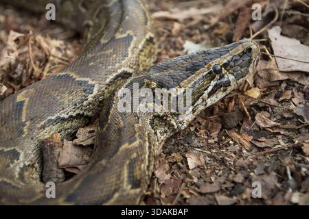 Un pitone di roccia africano (Python sebae) poggia avvolto tra foglie secche sul fondo della foresta. Foto Stock