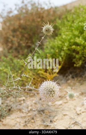 Il cardo spinoso del globo (Echinops spinosissimus) fiorisce nella macchia desertica della riserva nazionale di Wadi Degla, Egitto Foto Stock