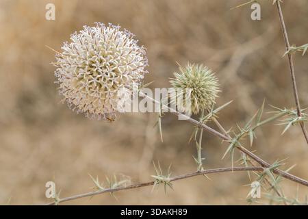Primo piano di teste di fiori spinose di cardo globo (Echinops spinosissimus) nell'habitat desertico, riserva nazionale di Wadi Degla, Egitto Foto Stock