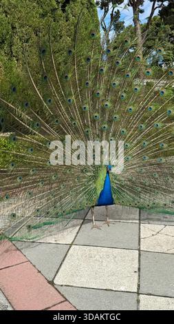 Pavone maschile che mostra le sue piume di coda completamente sparse, mostrando vivaci macchie verdi e blu, fotografato all'aperto in un parco. Foto Stock