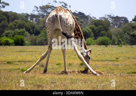 Una giraffa in piedi con le gambe spalmate per raggiungere e pascolare sul terreno in un campo erboso aperto circondato da alberi Foto Stock
