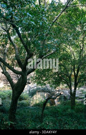 Suzhou, Cina - 16 marzo 2025: Giardino dell'area della Pagoda del Tempio del Nord Beisi Foto Stock