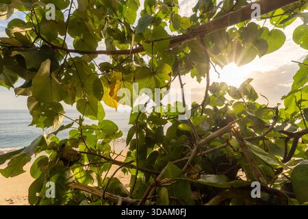 Una vista luminosa di una tranquilla spiaggia tropicale e dell'oceano incorniciato da foglie verdi vibranti e rami di alberi in una giornata di sole. Foto Stock