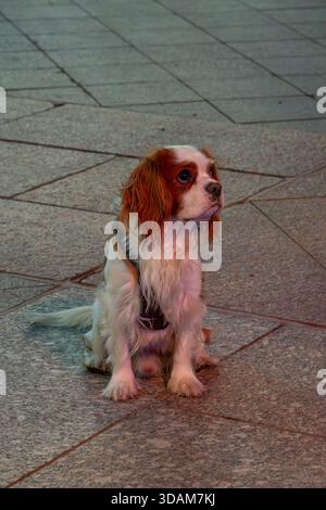 Un cane bianco e marrone Cavalier Re Charles Spaniel seduto su lastre riflettenti Foto Stock