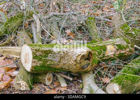 Diversi tronchi e rami riposano sul terreno in un ambiente forestale con foglie cadute intorno. Il legno mostra segni di crescita del muschio mentre la luce solare filtra Foto Stock
