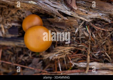 Un macro shot dall'alto mirato con uno o due piccoli cappucci rotondi di funghi selvatici arancioni e marroni annidati al buio, che scompongono legno e detriti Foto Stock